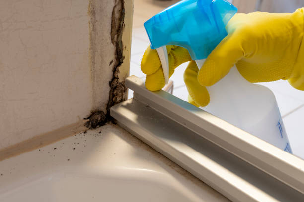 Best Residential Mold Remediation in Union Point, GA