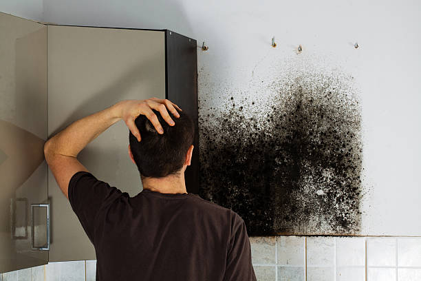 Best Basement Mold Remediation in Union Point, GA