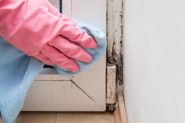 Best Attic Mold Remediation in Union Point, GA